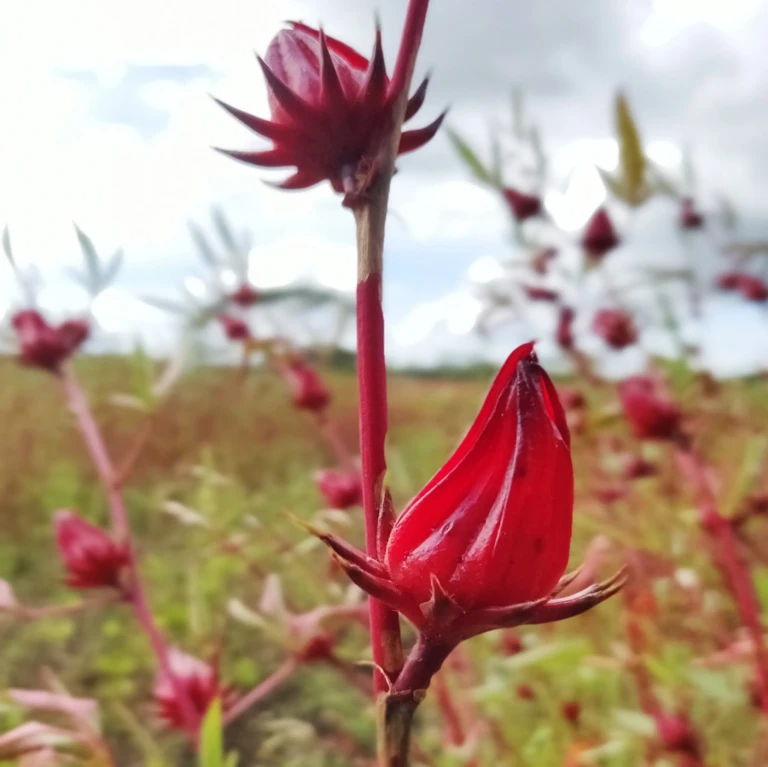 Productos de flor de Jamaica