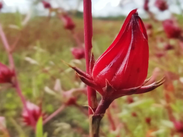 Los beneficios de la flor de Jamaica: un tesoro natural de Nicaragua