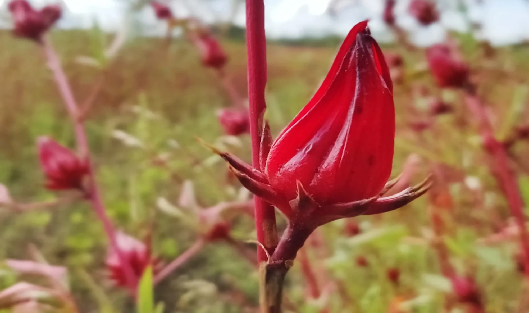 Productos de flor de Jamaica